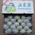Color verde del nuevo cultivo Shandong Pear